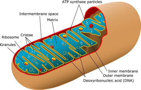 Mitochondria In Animal Cell